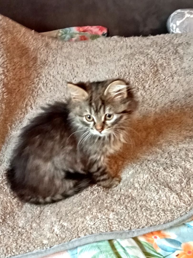 4 Monate alte Kätzchen