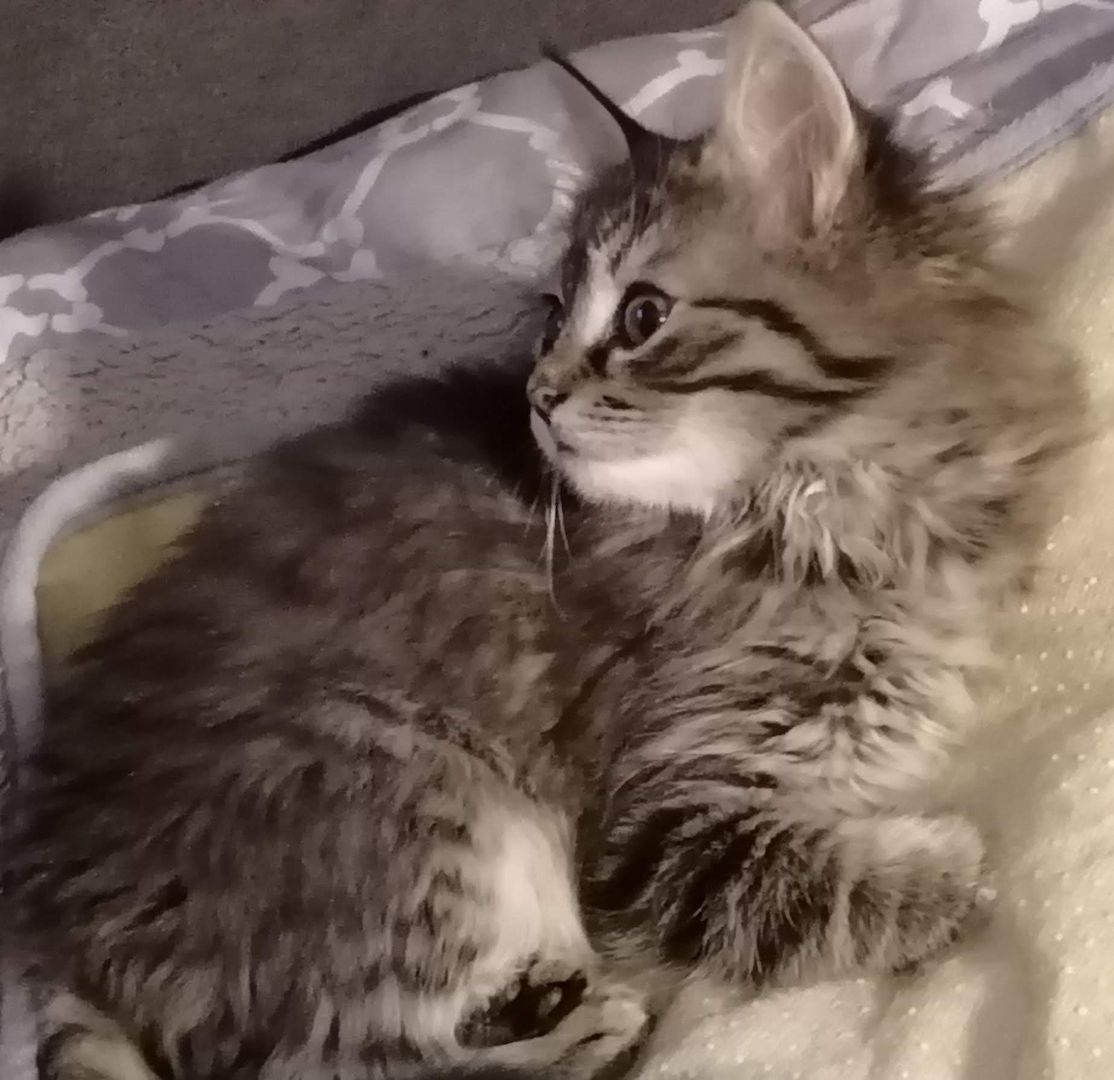 4 Monate alte Kätzchen