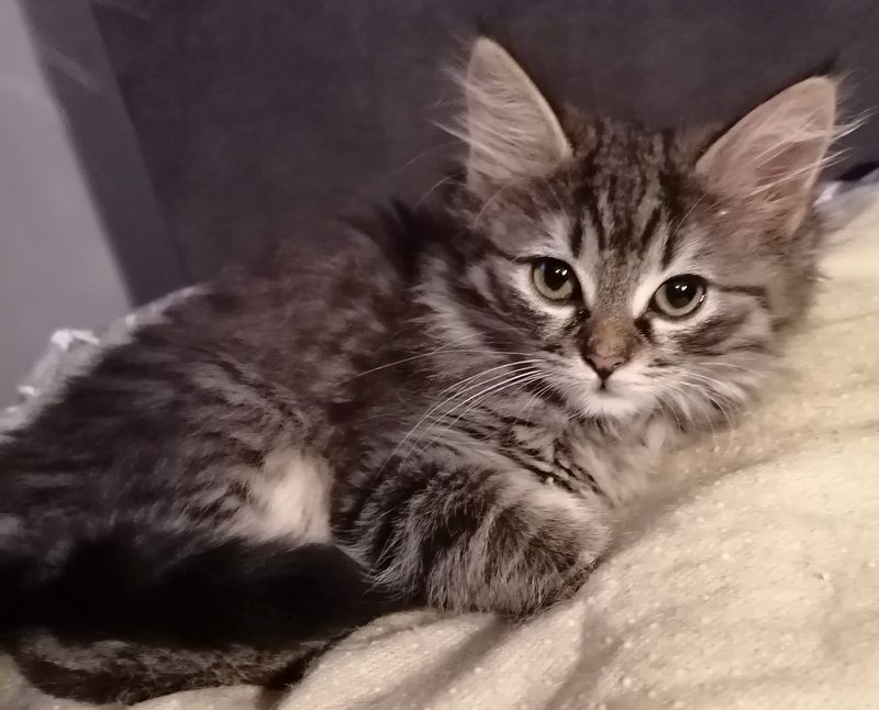 4 Monate alte Kätzchen