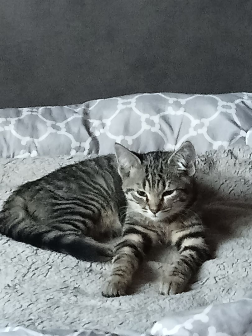 4 Monate alte Kätzchen