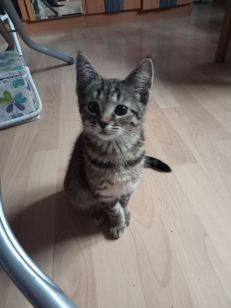 4 Monate alte Kätzchen