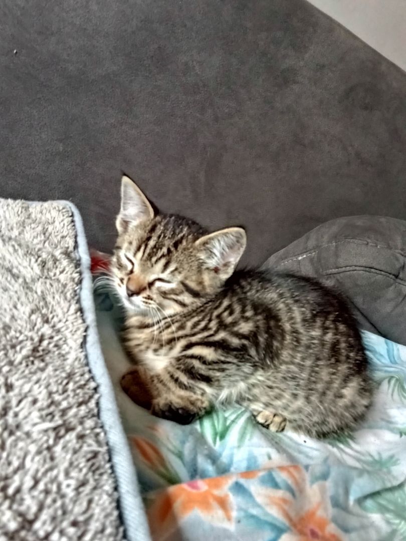 4 Monate alte Kätzchen