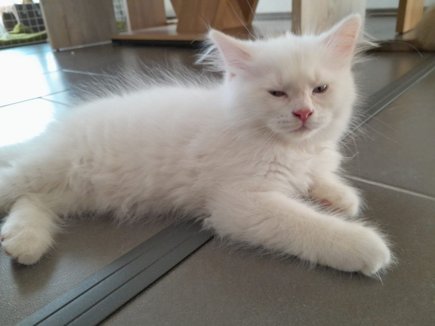 Süße Red Point-Kitten *Rassemix* suchen liebevolles Zuhause!!