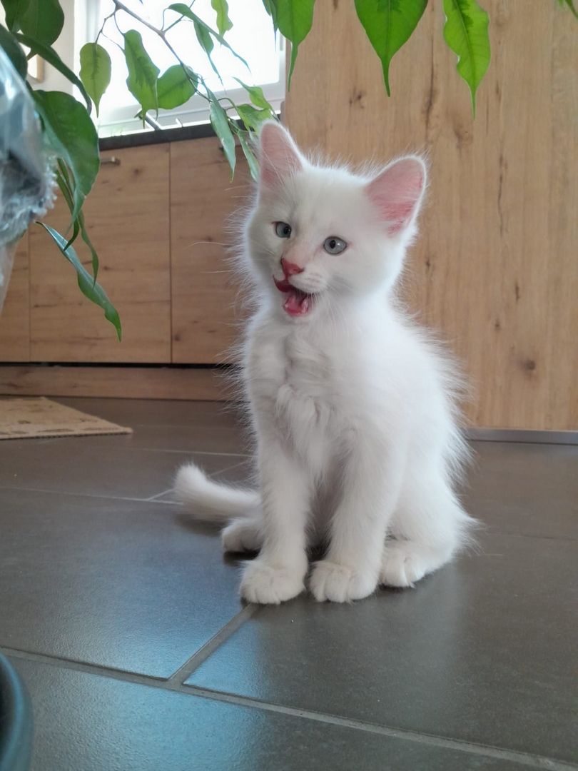 Süße Red Point-Kitten *Rassemix* suchen liebevolles Zuhause!!