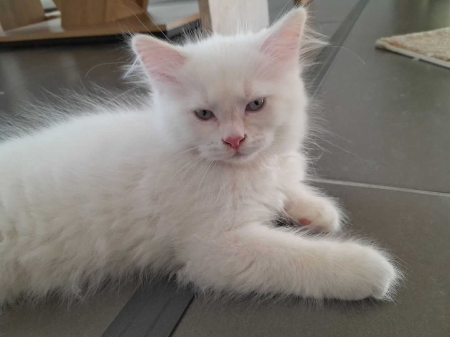 Süße Red Point-Kitten *Rassemix* suchen liebevolles Zuhause!!