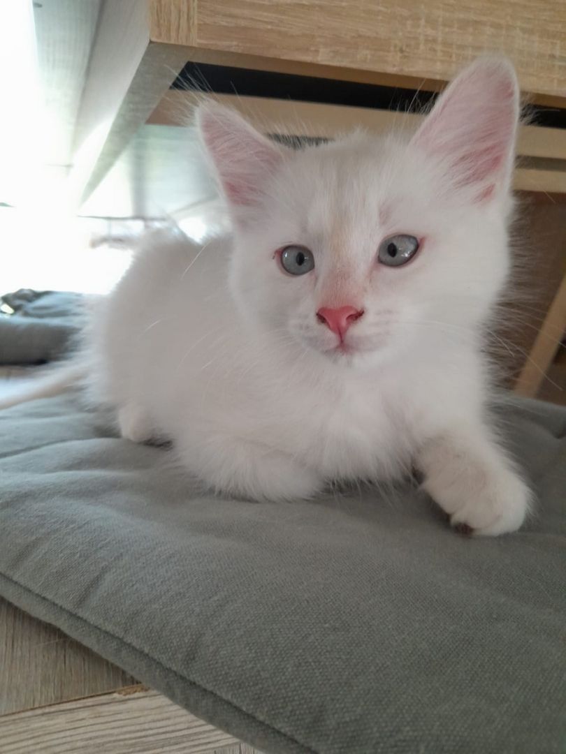 Süße Red Point-Kitten *Rassemix* suchen liebevolles Zuhause!!