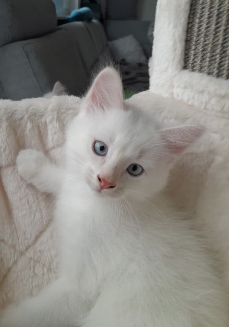 Süße Red Point-Kitten *Rassemix* suchen liebevolles Zuhause!!