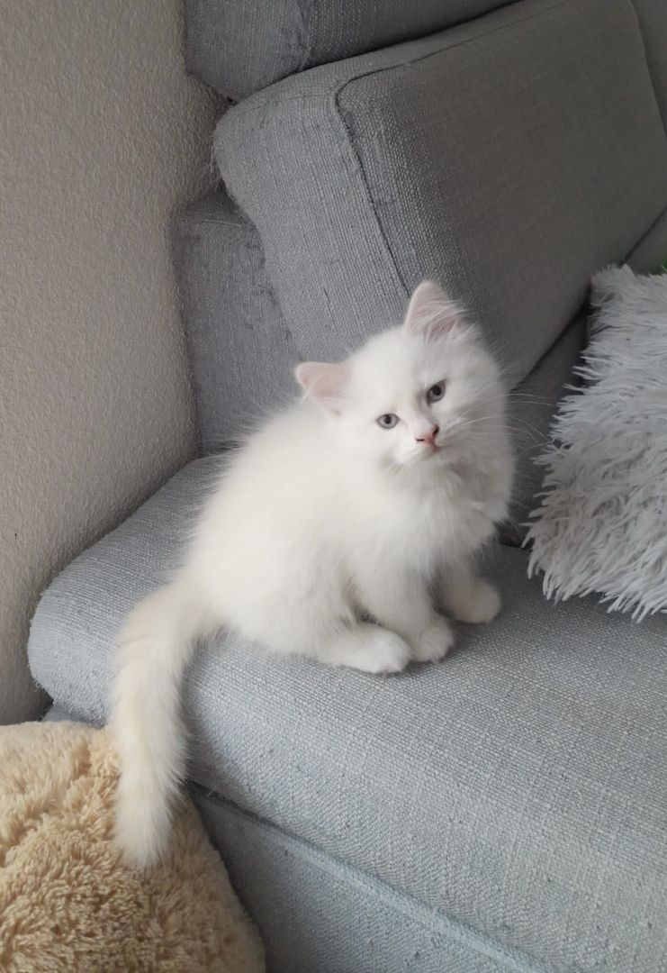 Süße Red Point-Kitten *Rassemix* suchen liebevolles Zuhause!!