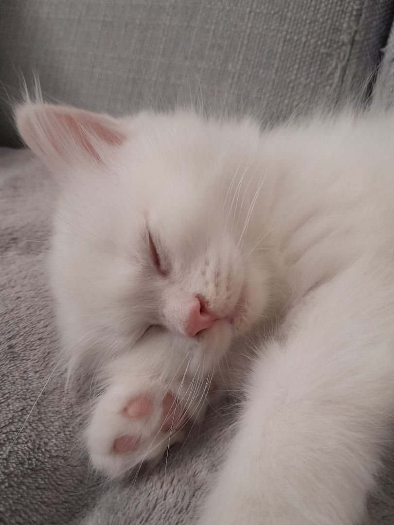 Süße Red Point-Kitten *Rassemix* suchen liebevolles Zuhause!!