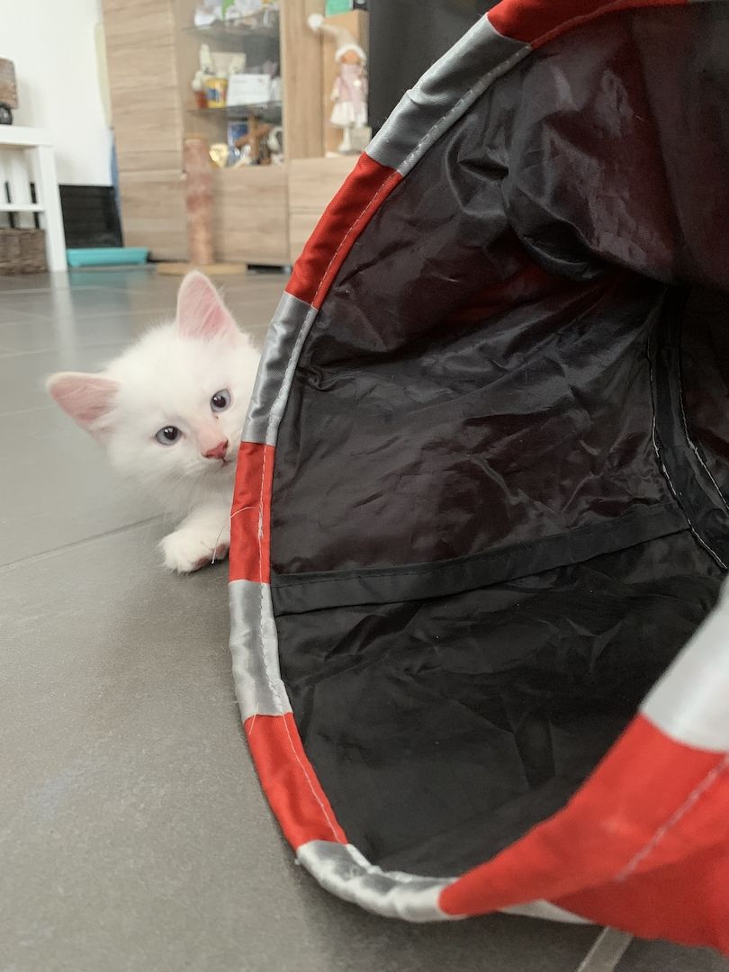 Süße Red Point-Kitten *Rassemix* suchen liebevolles Zuhause!!