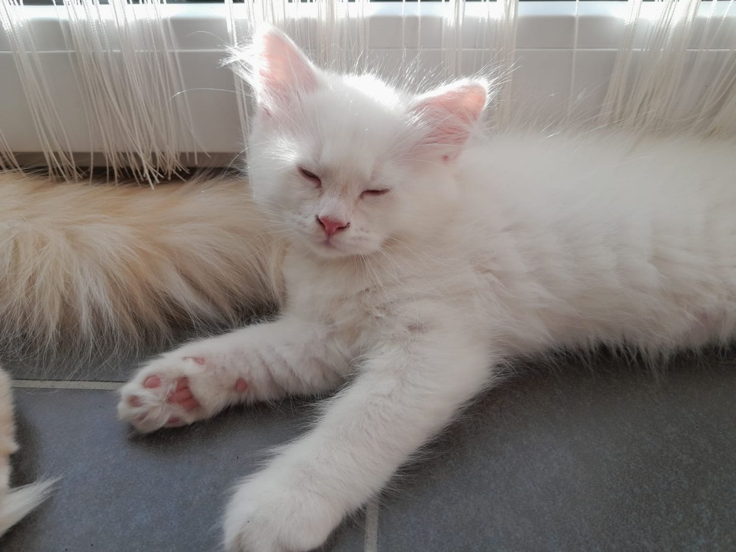 Süße Red Point-Kitten *Rassemix* suchen liebevolles Zuhause!!