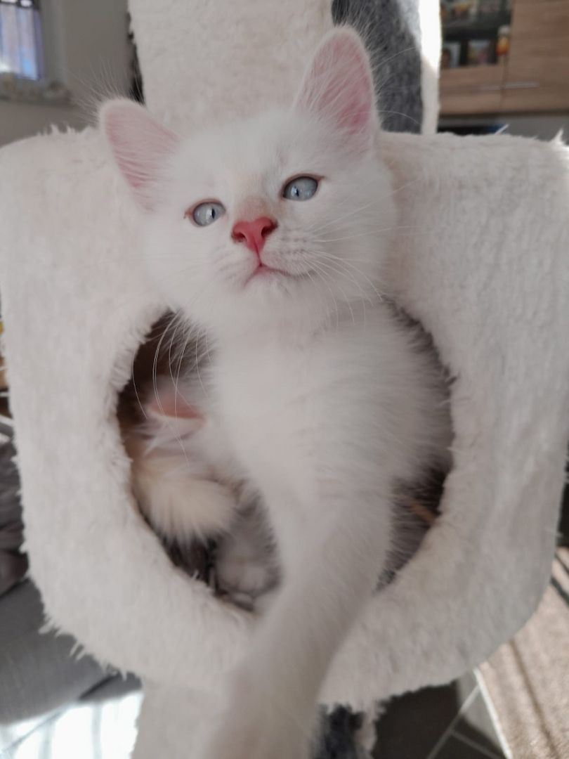 Süße Red Point-Kitten *Rassemix* suchen liebevolles Zuhause!!