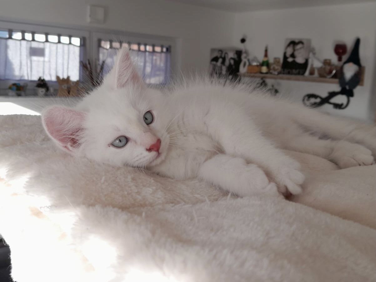 Süße Red Point-Kitten *Rassemix* suchen liebevolles Zuhause!!