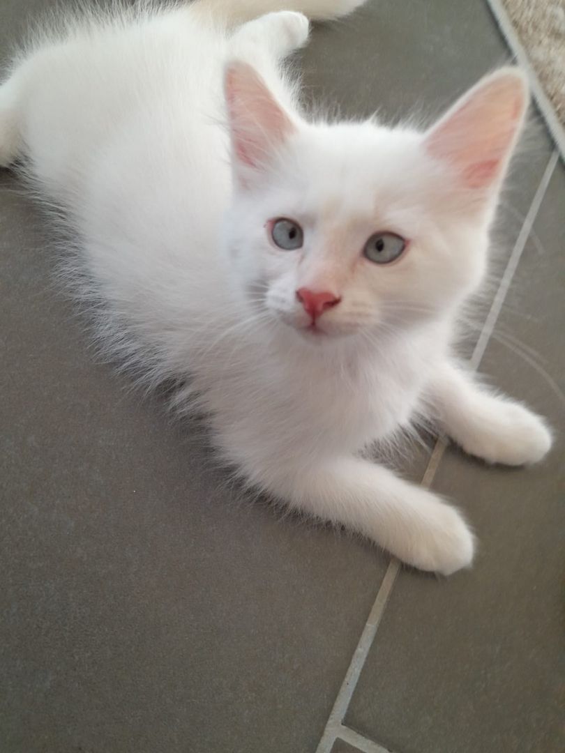 Süße Red Point-Kitten *Rassemix* suchen liebevolles Zuhause!!