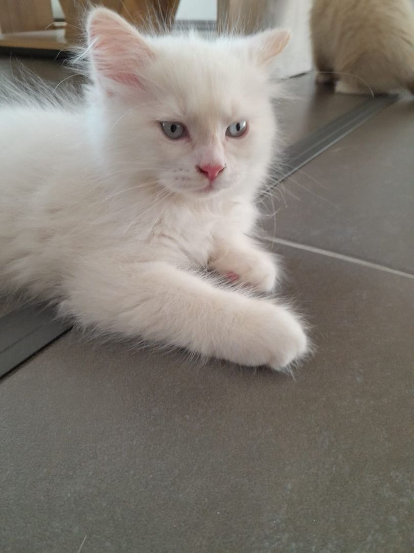 Süße Red Point-Kitten *Rassemix* suchen liebevolles Zuhause!!