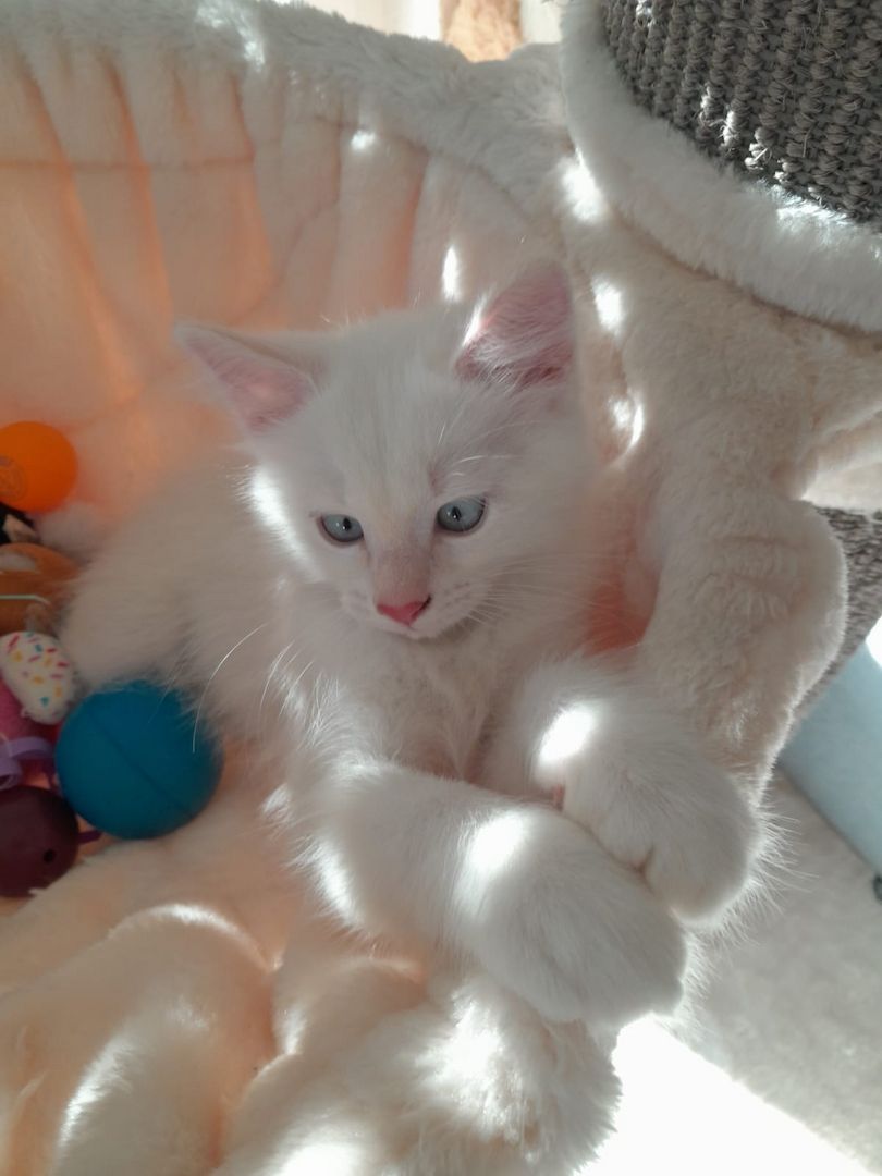 Süße Red Point-Kitten *Rassemix* suchen liebevolles Zuhause!!