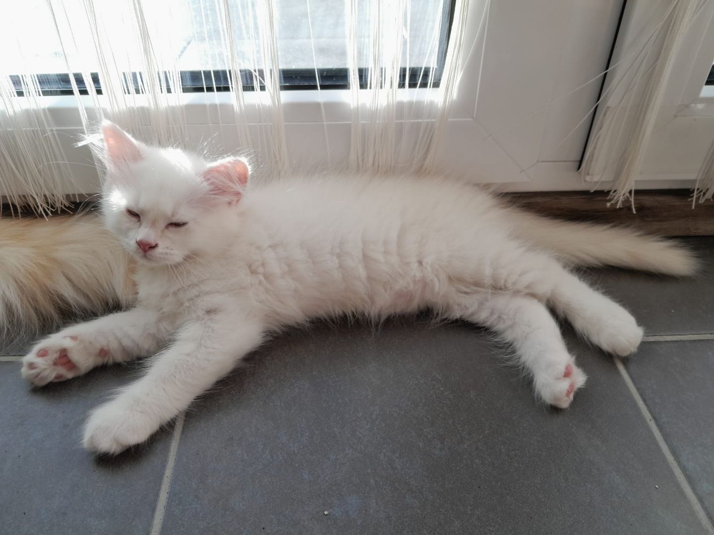 Süße Red Point-Kitten *Rassemix* suchen liebevolles Zuhause!!