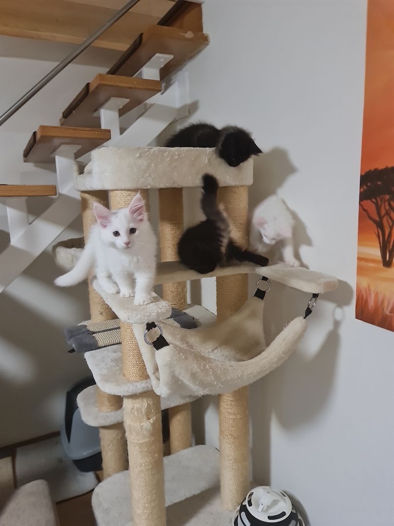 Xxl Mainecoon Kätzchen