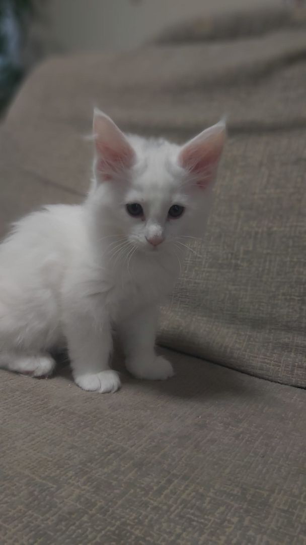 Xxl Mainecoon Kätzchen