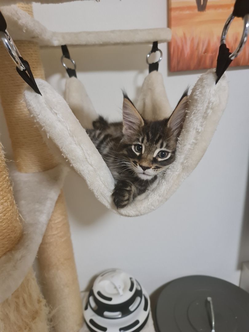 Xxl Mainecoon Kätzchen