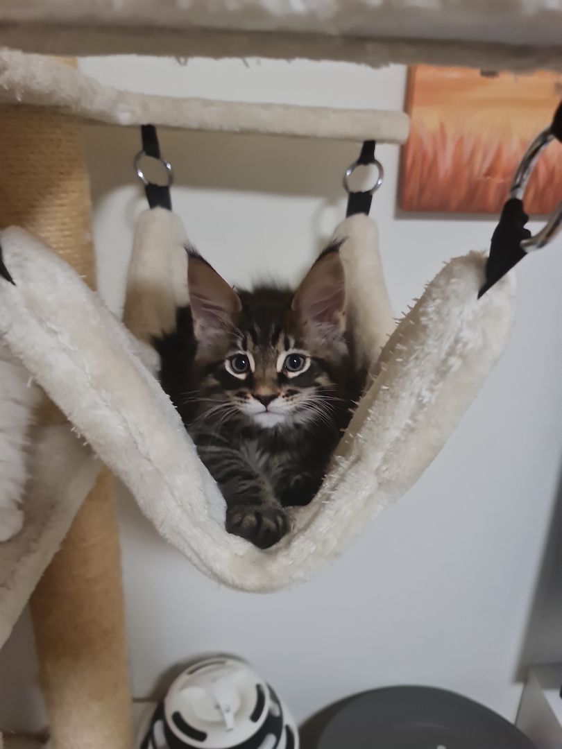 Xxl Mainecoon Kätzchen