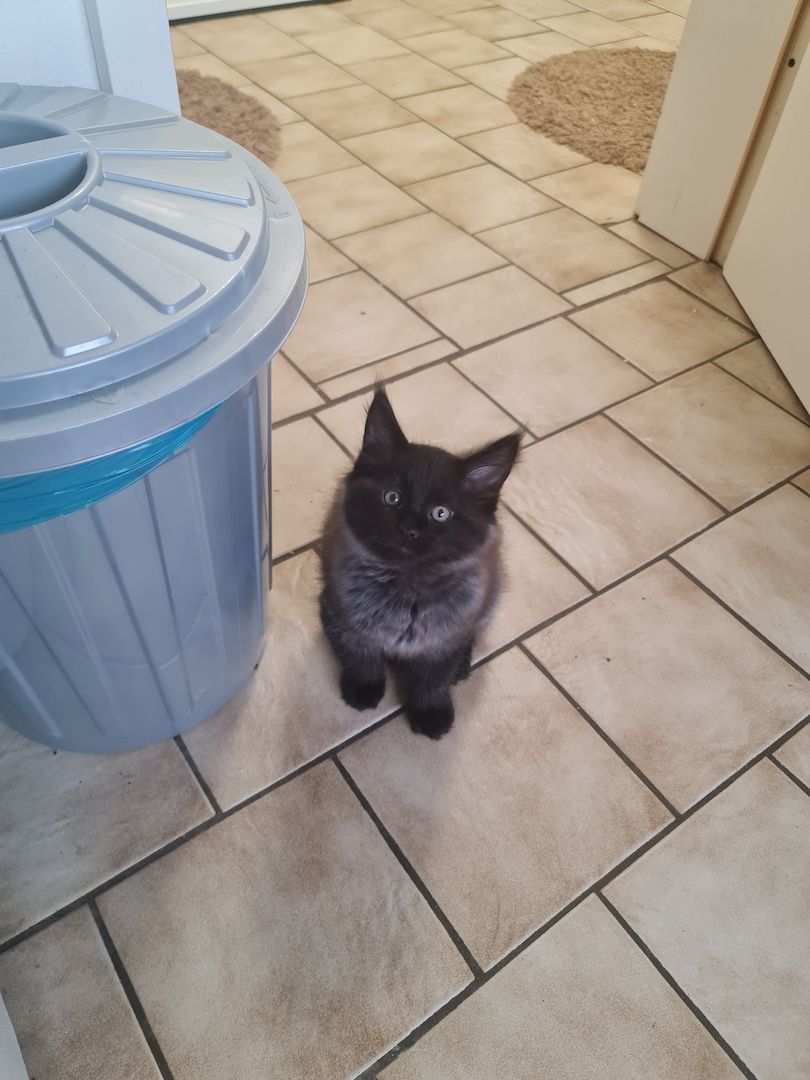 Xxl Mainecoon Kätzchen