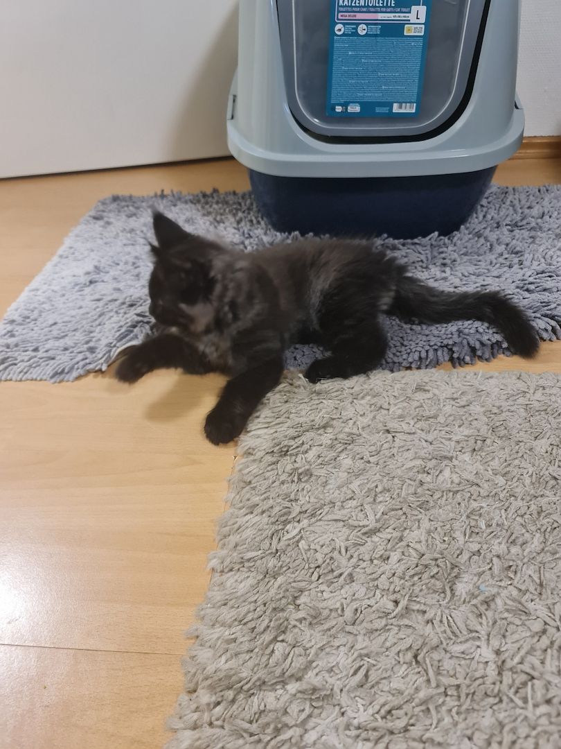 Xxl Mainecoon Kätzchen