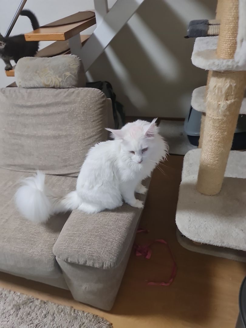 Xxl Mainecoon Kätzchen