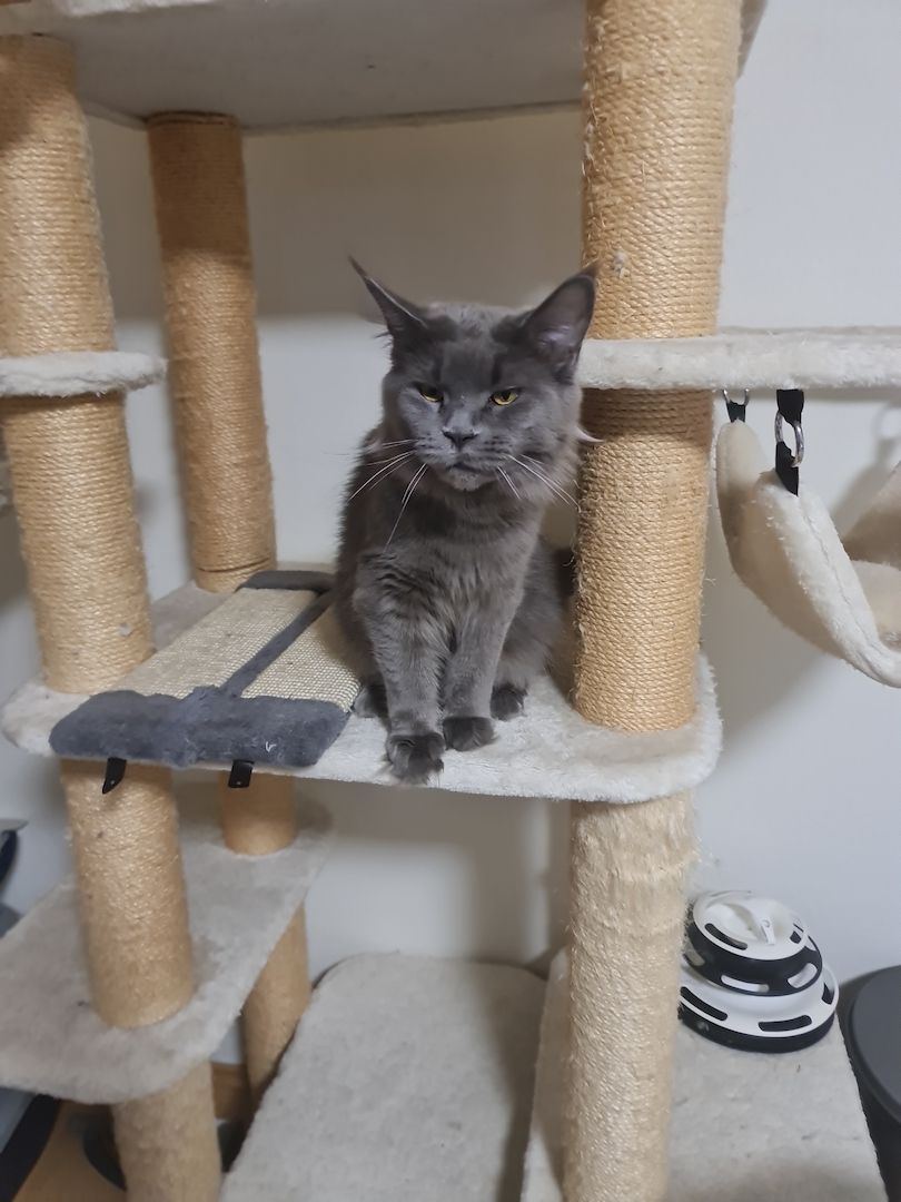 Xxl Mainecoon Kätzchen