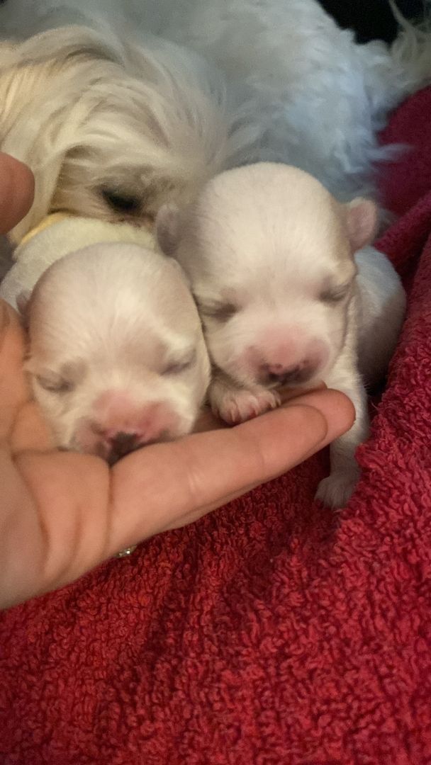 Malteserwelpen Mini Malteserwelpen Mini