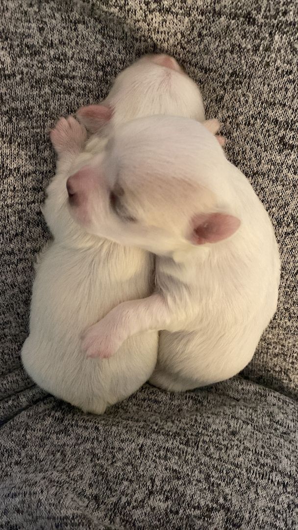 Malteserwelpen Mini Malteserwelpen Mini