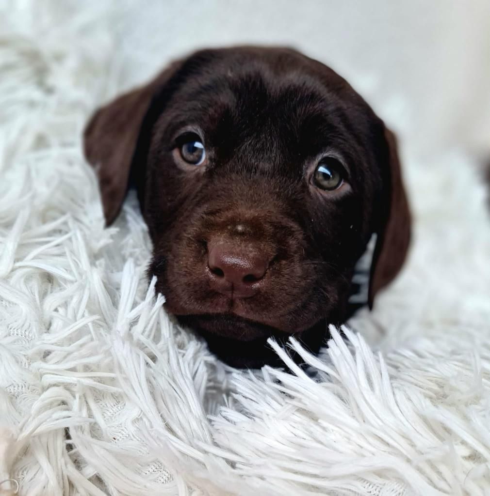 Reinrassige Labrador Welpen