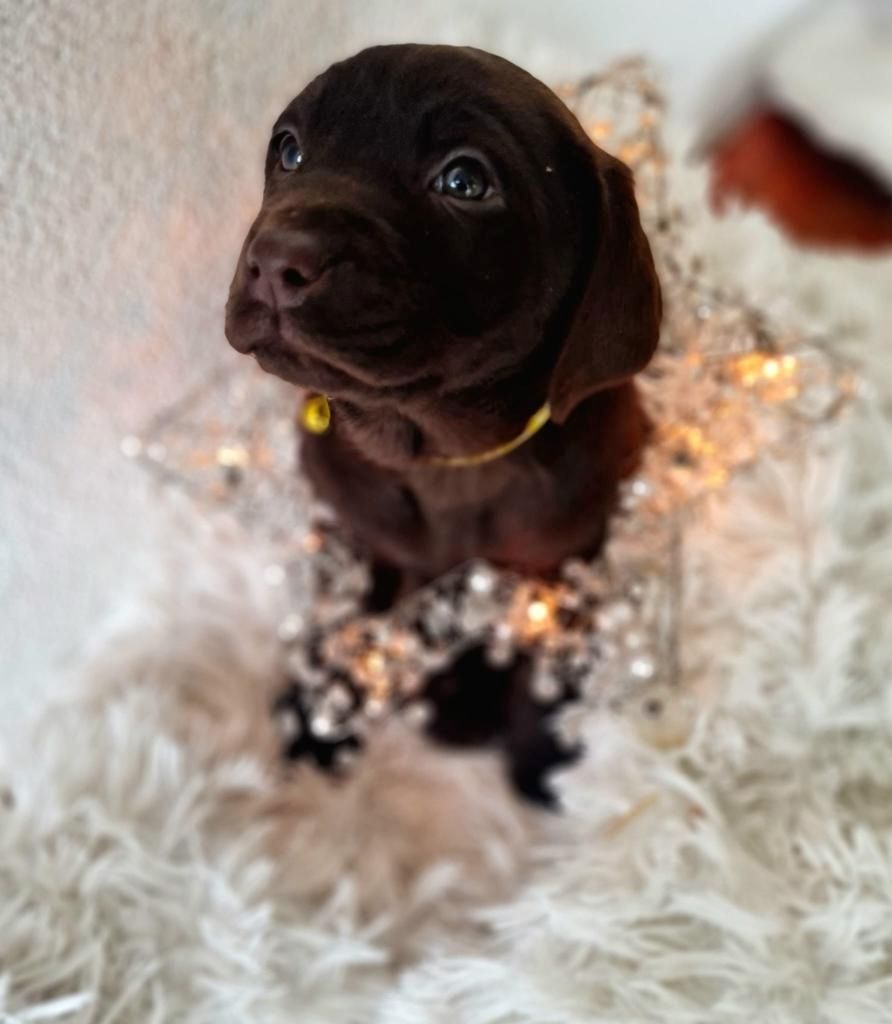 Reinrassige Labrador Welpen