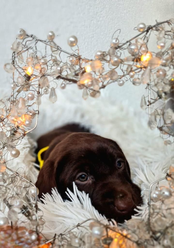 Reinrassige Labrador Welpen