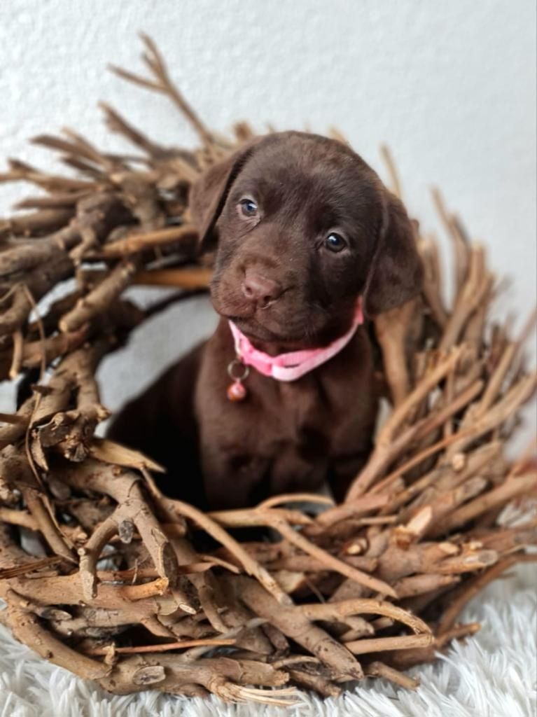 Reinrassige Labrador Welpen