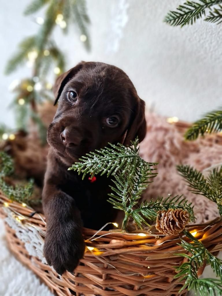 Reinrassige Labrador Welpen