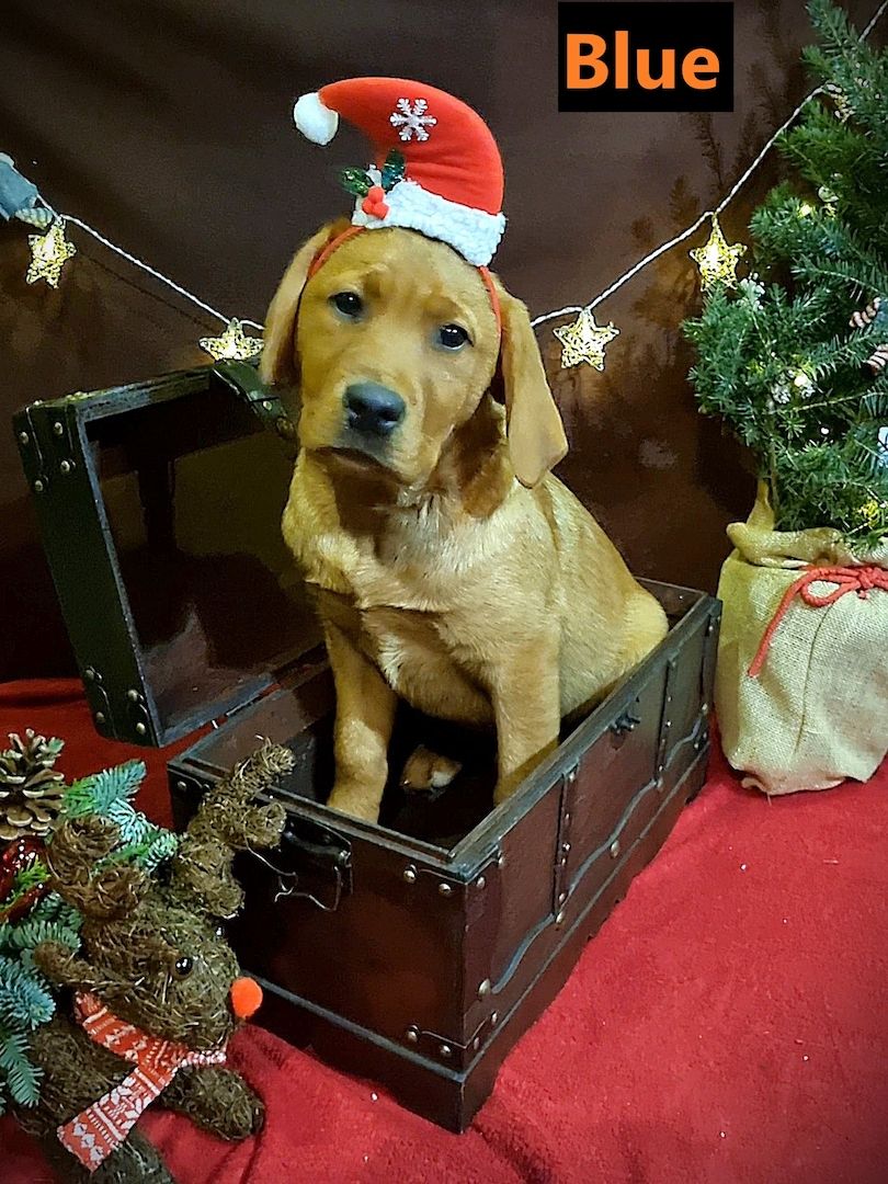 Labrador Retriever Welpen in foxred aus Körzucht