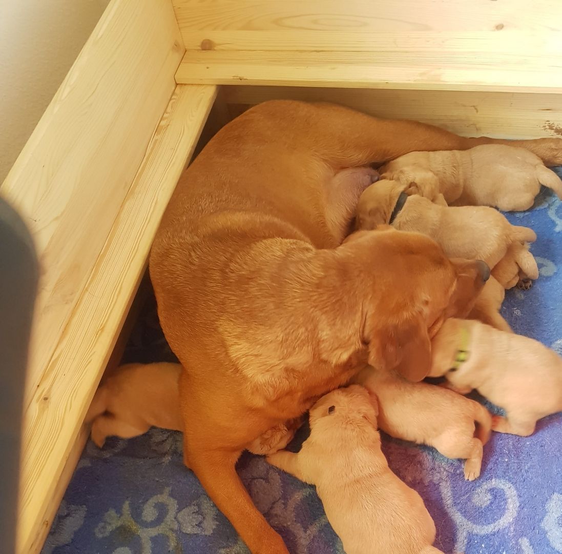 Labrador Retriever Welpen in foxred aus Körzucht