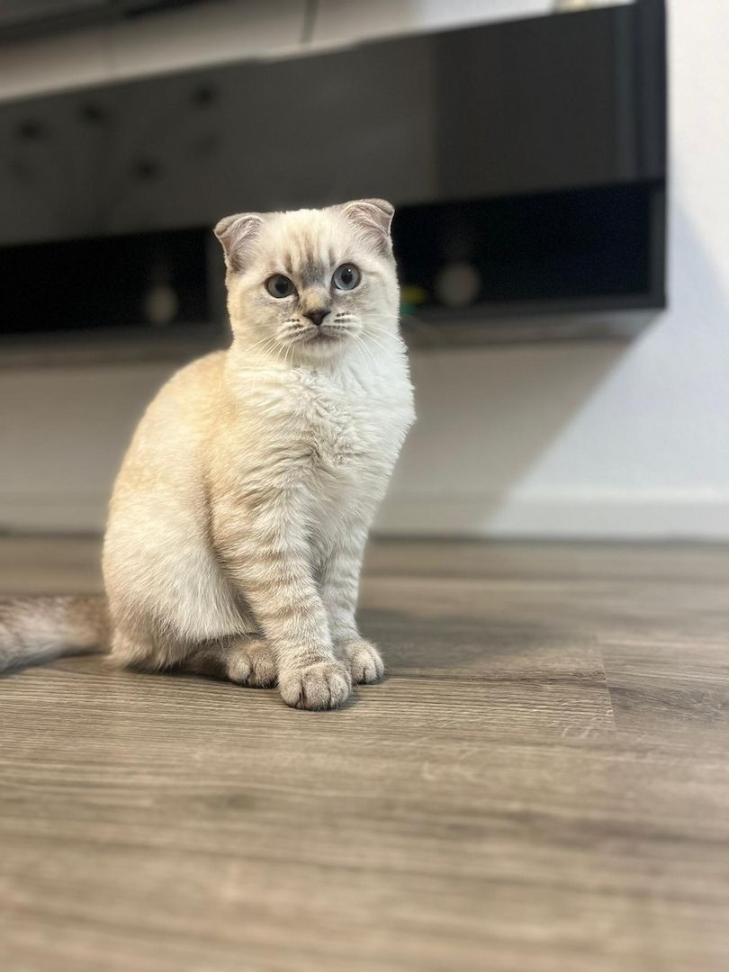 Kitten männlich sucht neues zuhause