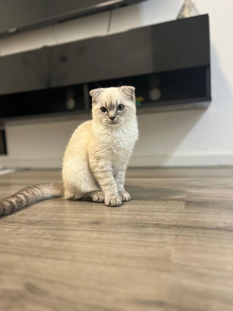 Kitten männlich sucht neues zuhause