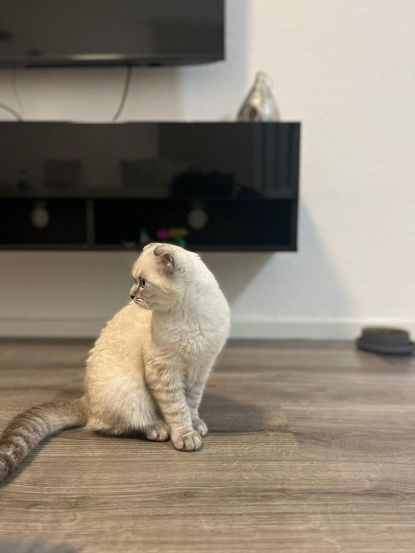 Kitten männlich sucht neues zuhause