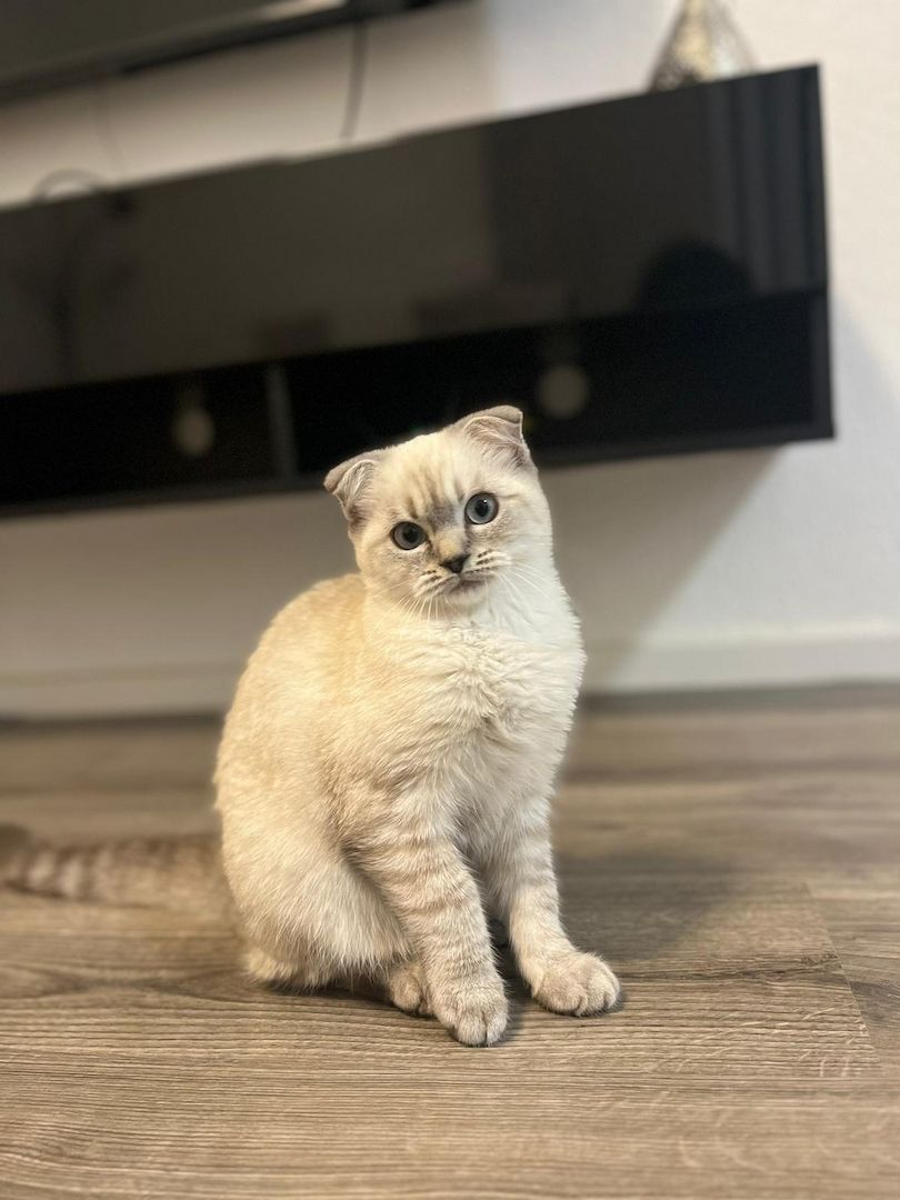 Kitten männlich sucht neues zuhause