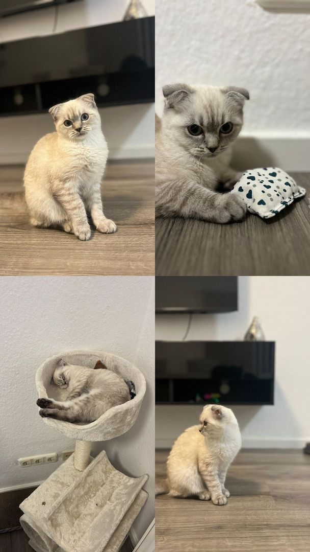 Kitten männlich sucht neues zuhause