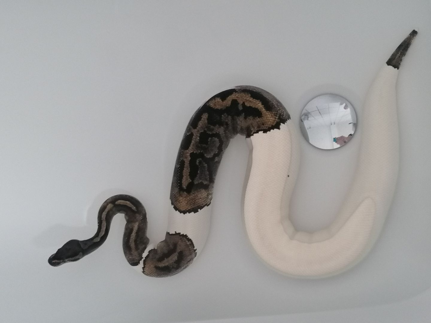 0.1 Python regius Piebald Königspython Weibchen 0.1 Python regius Piebald Königspython Weibchen