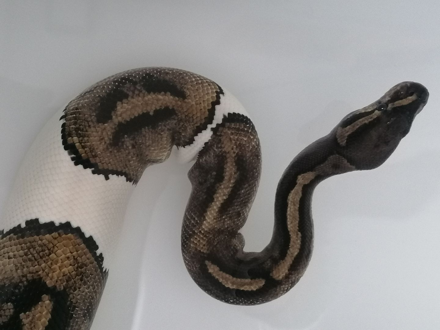 0.1 Python regius Piebald Königspython Weibchen 0.1 Python regius Piebald Königspython Weibchen