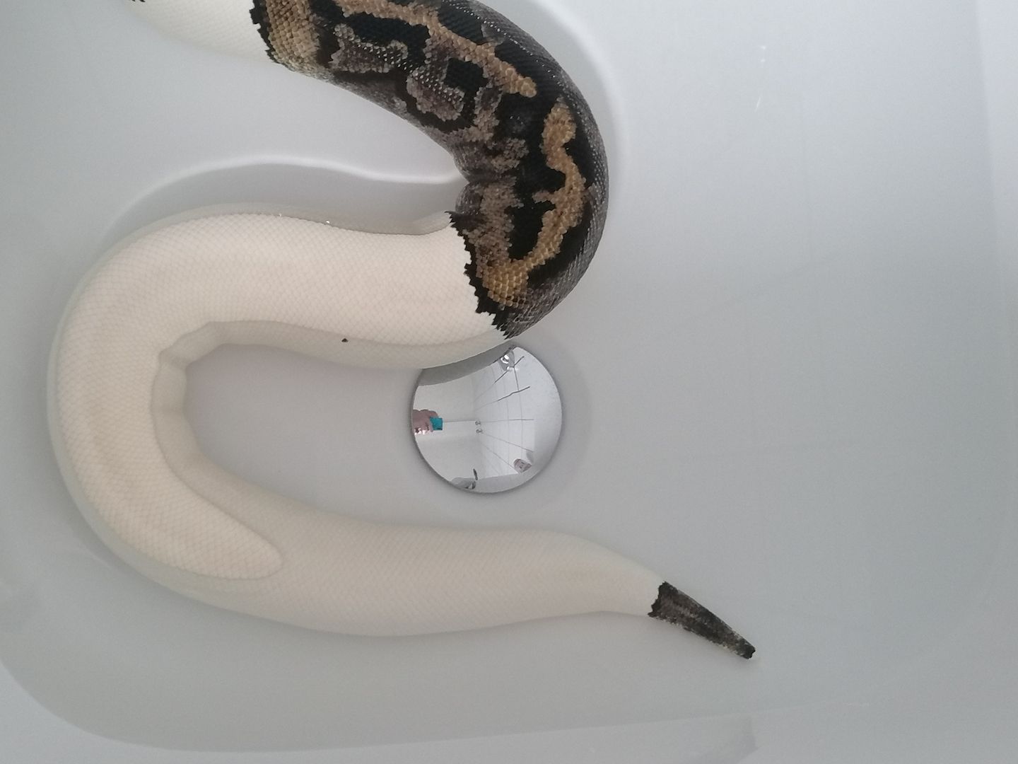0.1 Python regius Piebald Königspython Weibchen 0.1 Python regius Piebald Königspython Weibchen