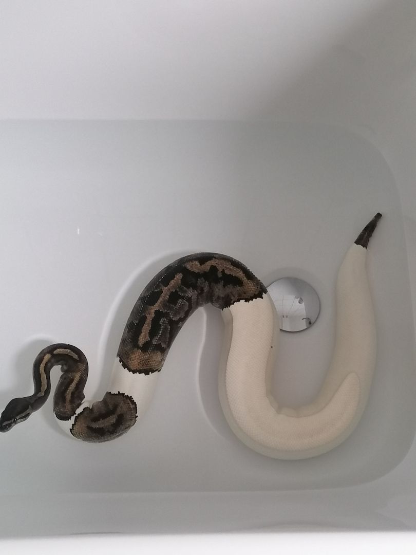 0.1 Python regius Piebald Königspython Weibchen 0.1 Python regius Piebald Königspython Weibchen