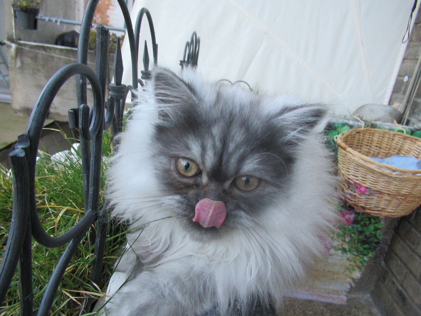 Edles Persermächen abzugen aus 75172 Pforzheim