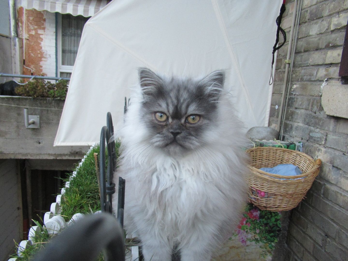 Edles Persermächen abzugen aus 75172 Pforzheim