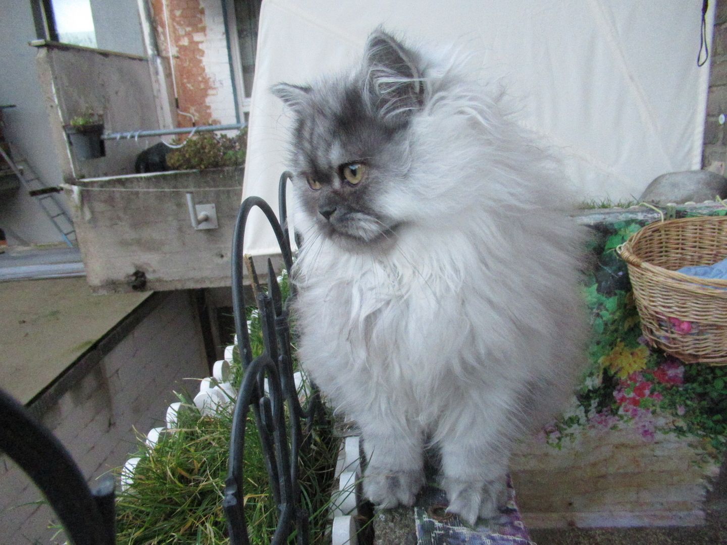 Edles Persermächen abzugen aus 75172 Pforzheim